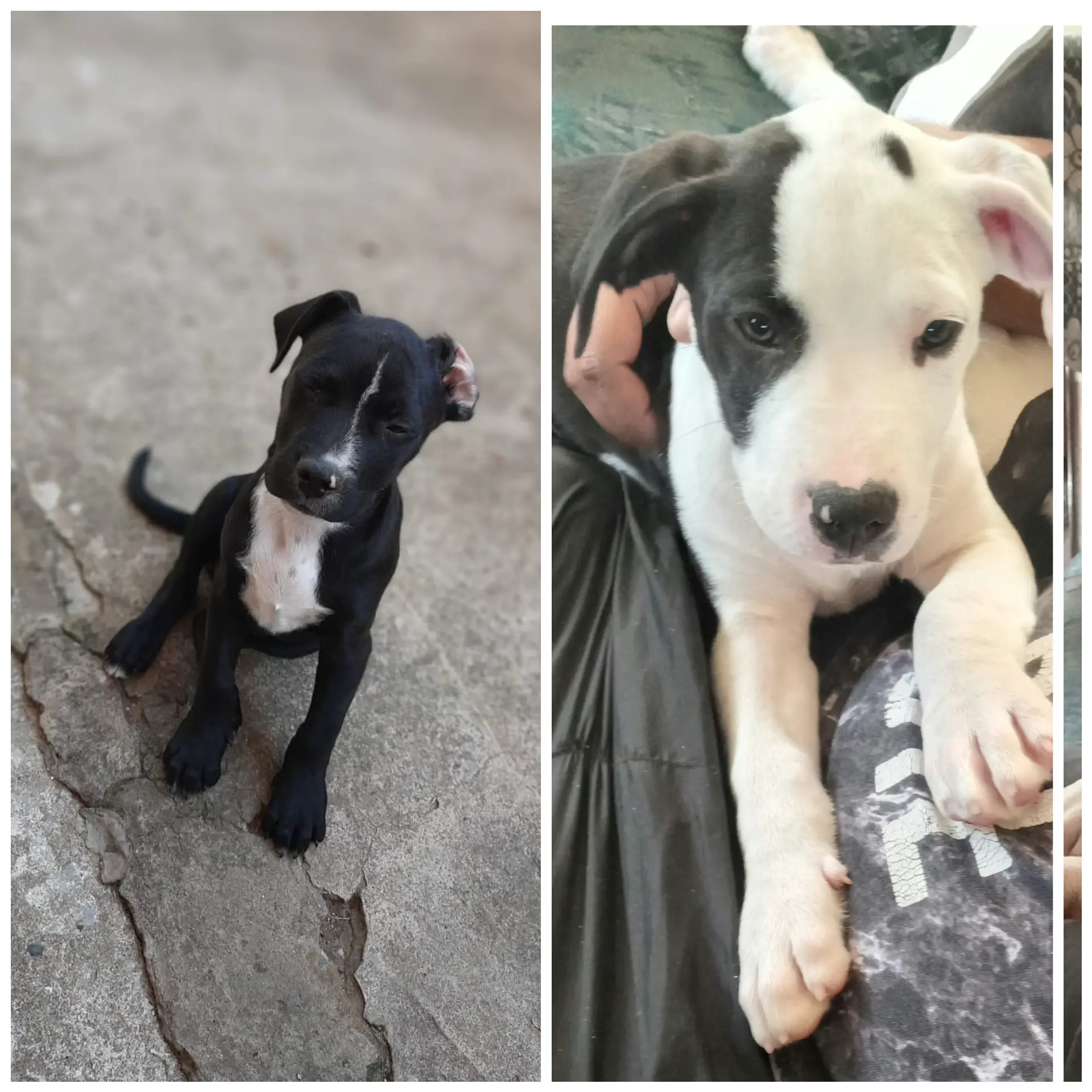 Pitbull Puppies in Kwazulu Natal (22/06/2021)