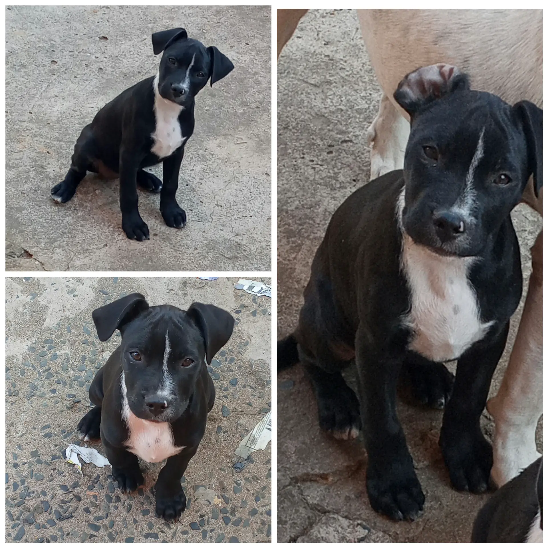 Pitbull Puppies in Kwazulu Natal (26/06/2021)