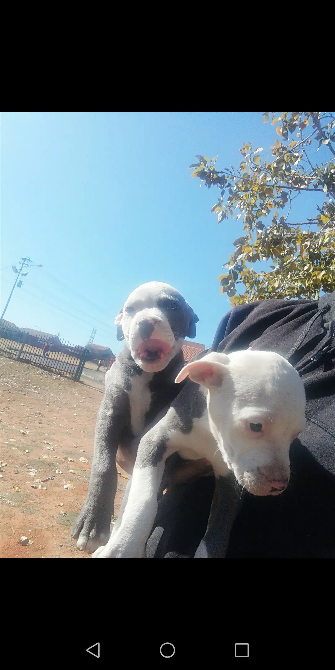 Pitbull Puppies in Johannesburg (02/06/2021)