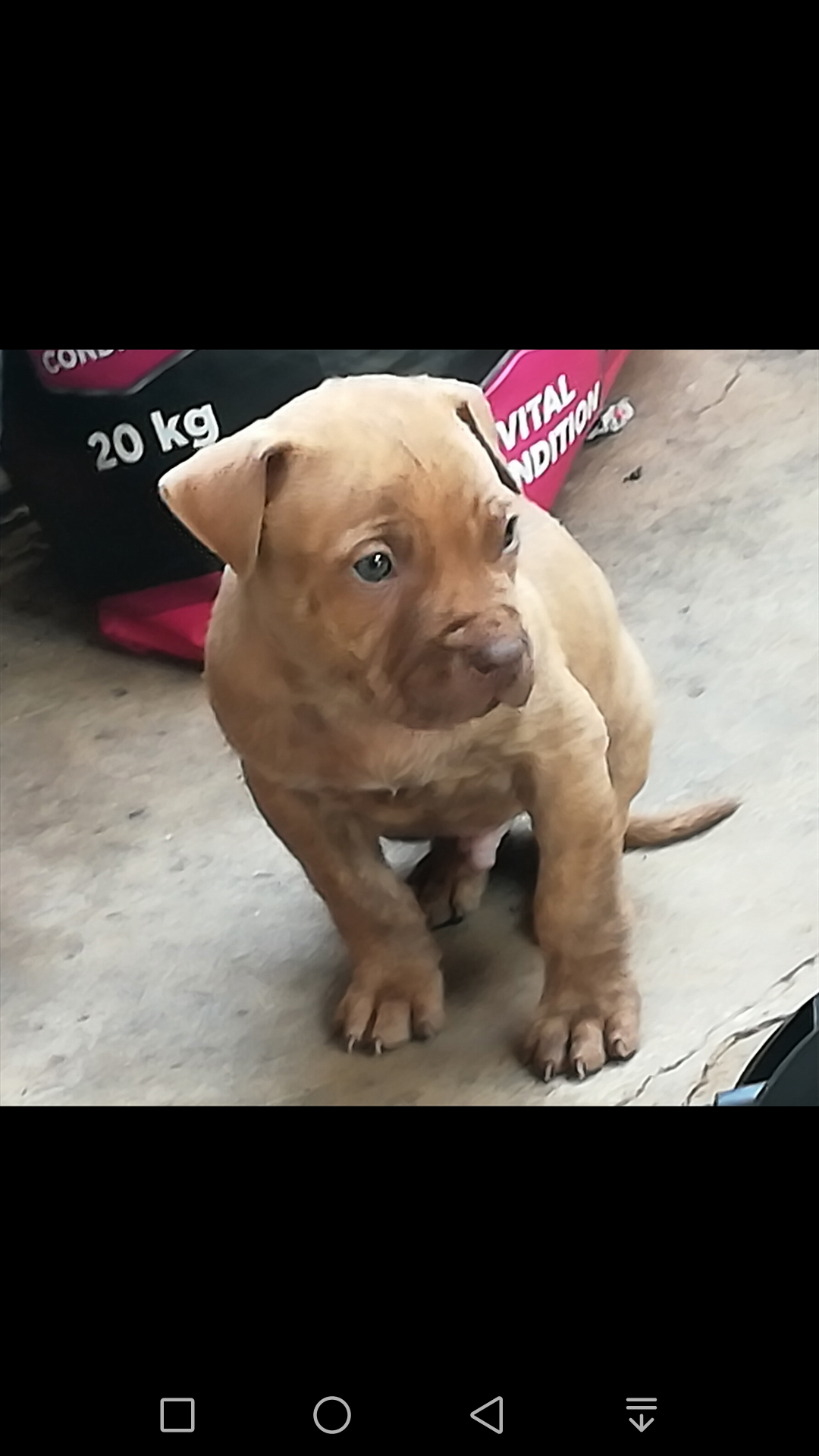 Pitbull Puppies in Pretoria (17/06/2021)