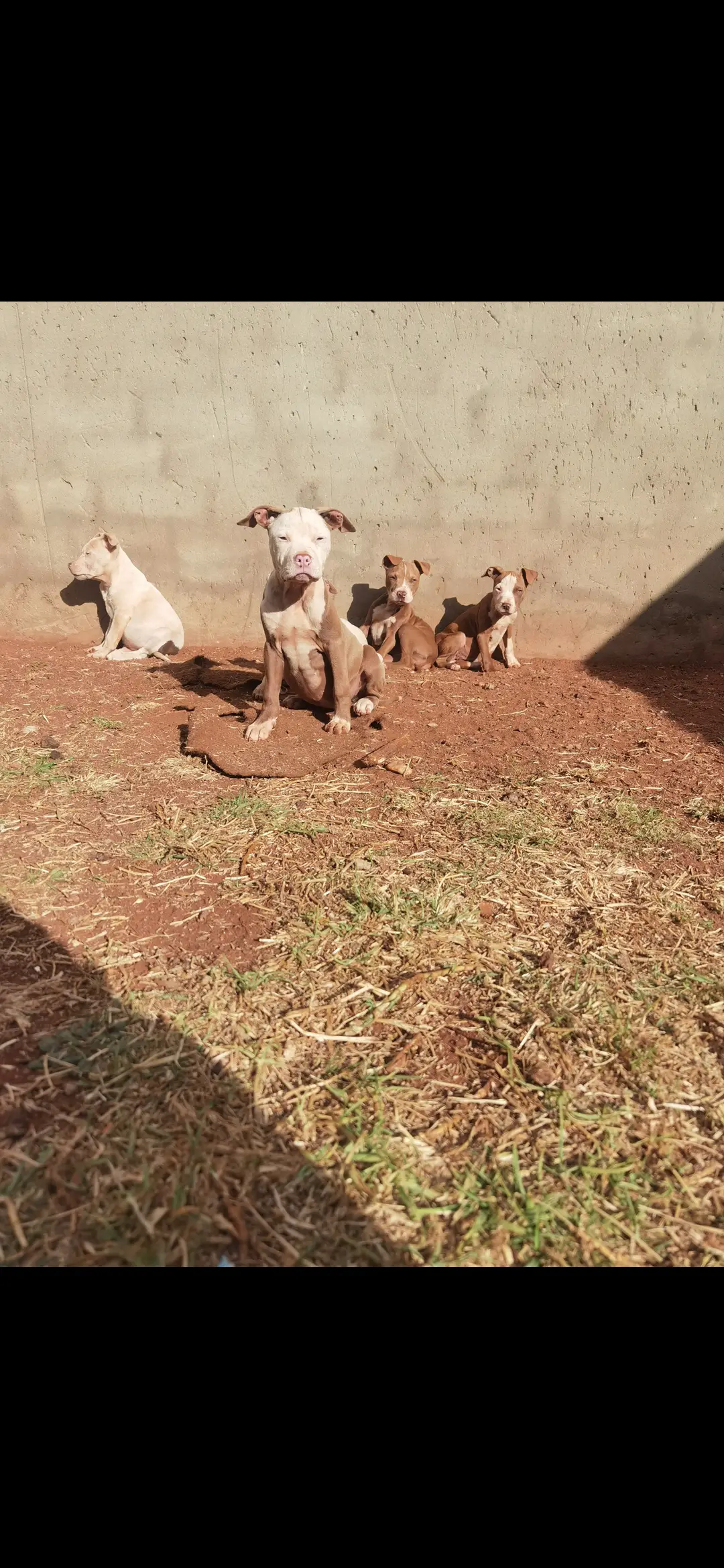 Pitbull Puppies in Johannesburg (18/06/2021)