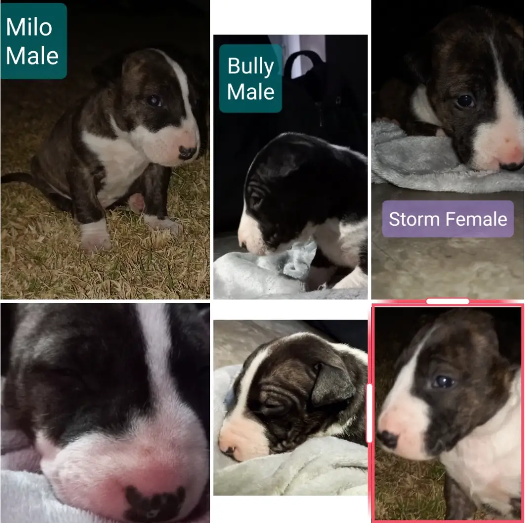 Bull Terrier Puppies in East Rand (18/06/2021)