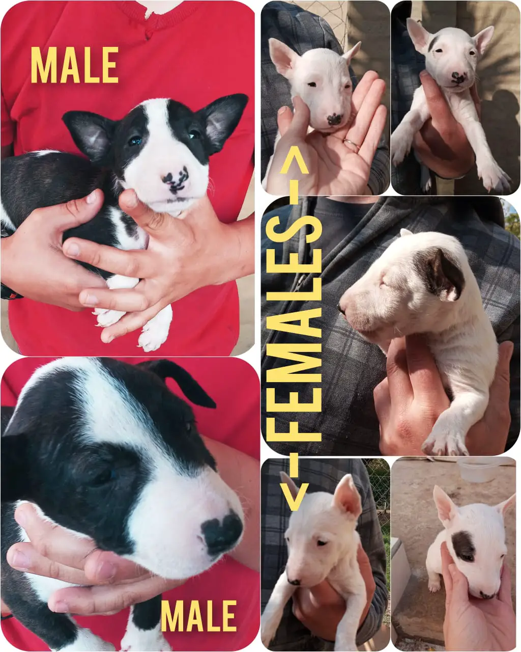 Bull Terrier Puppies in Pretoria (02/06/2021)