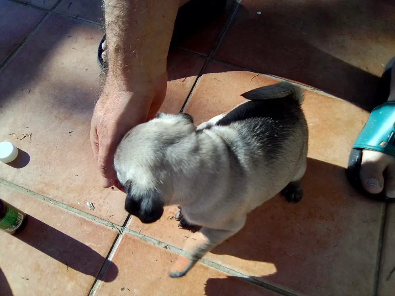 Pug Puppies in East Rand (05/06/2021)