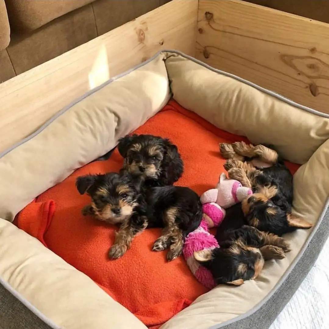 Yorkshire Puppies in Kwazulu Natal (15/06/2021)