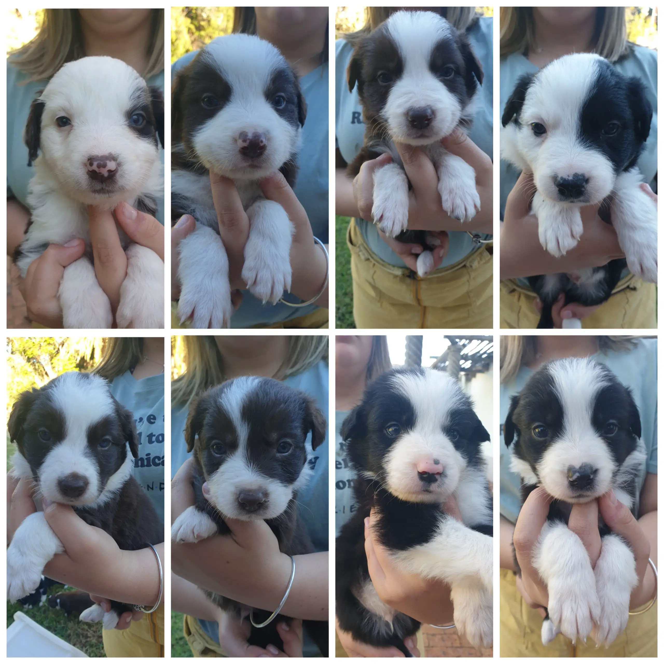 Collie Puppies in Cape Town (14/06/2021)