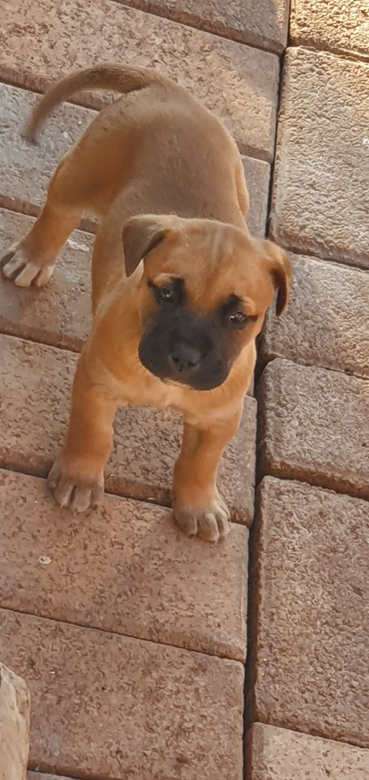 Pitbull Puppies in Johannesburg (23/06/2021)