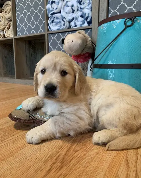 Retriever Puppies in Cape Town (20/07/2021)