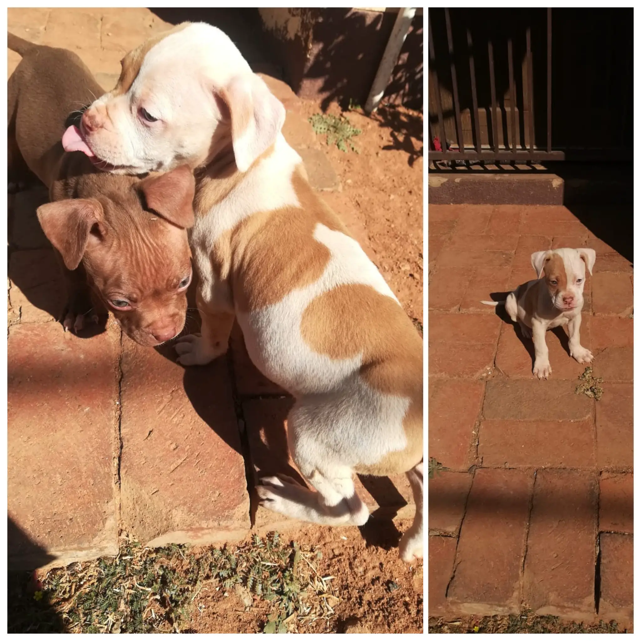 Pitbull Puppies in Johannesburg (18/07/2021)