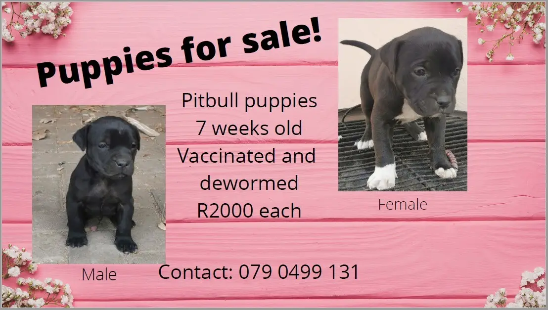 Pitbull Puppies in Bloemfontein (28/07/2021)