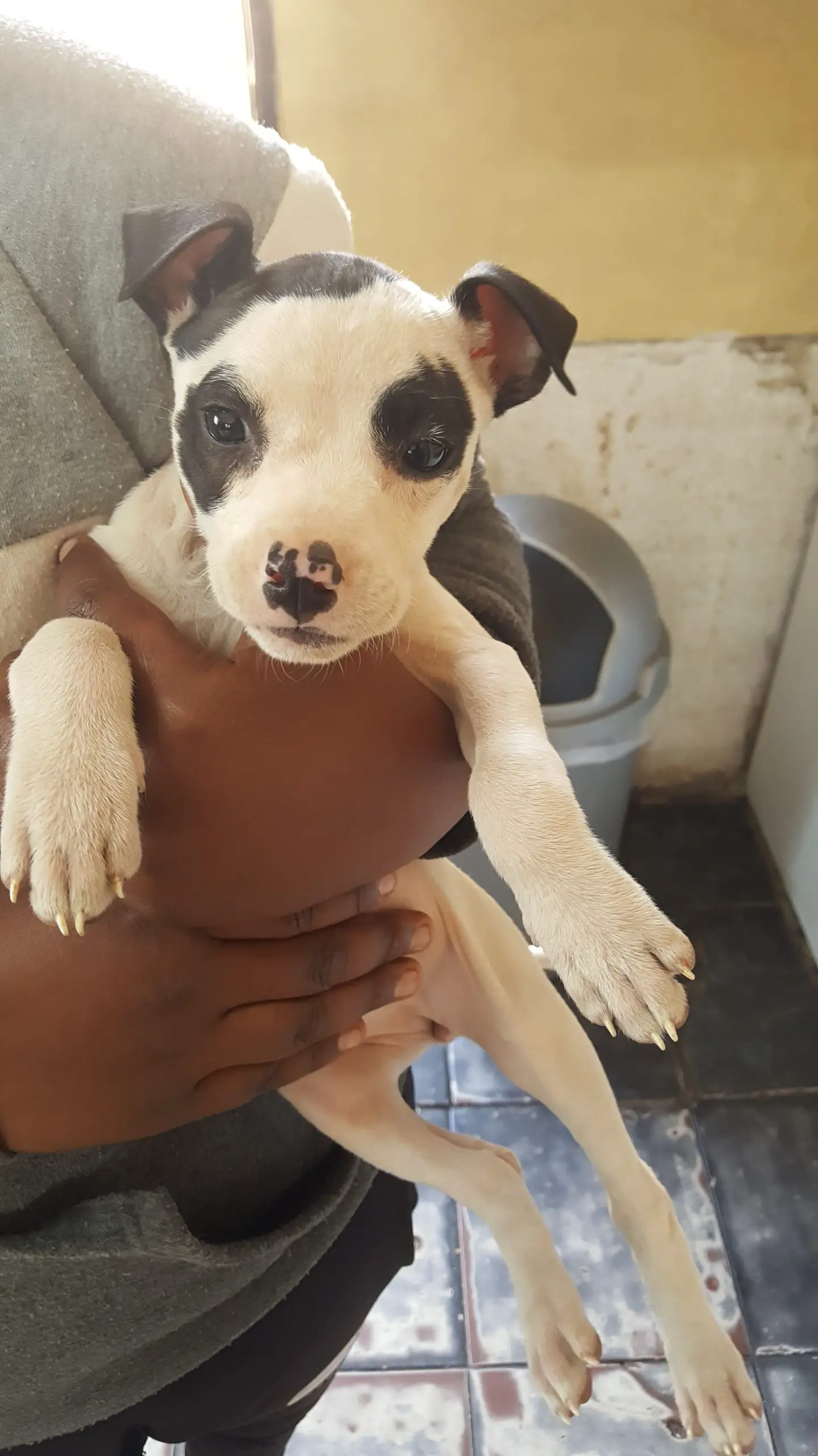 Pitbull Puppies in Johannesburg (15/07/2021)