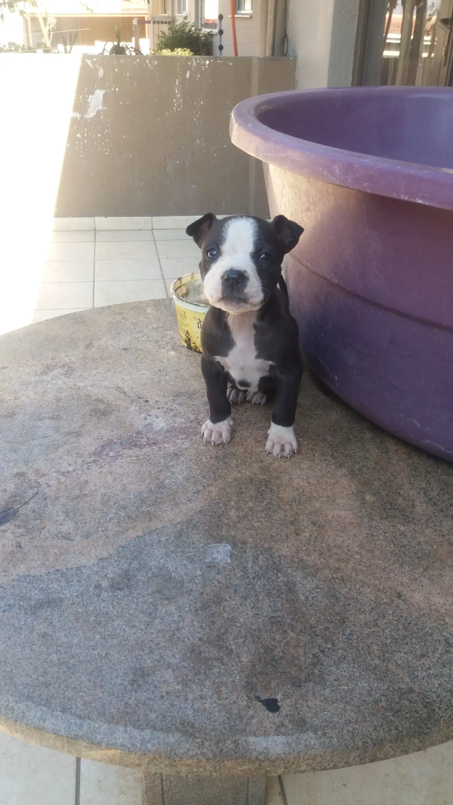Pitbull Puppies in Johannesburg (24/07/2021)