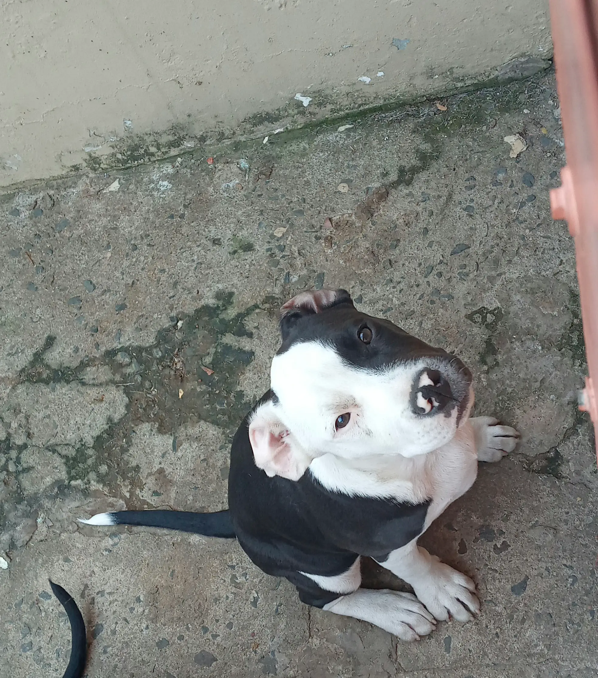 Pitbull Puppies in Kwazulu Natal (31/07/2021)