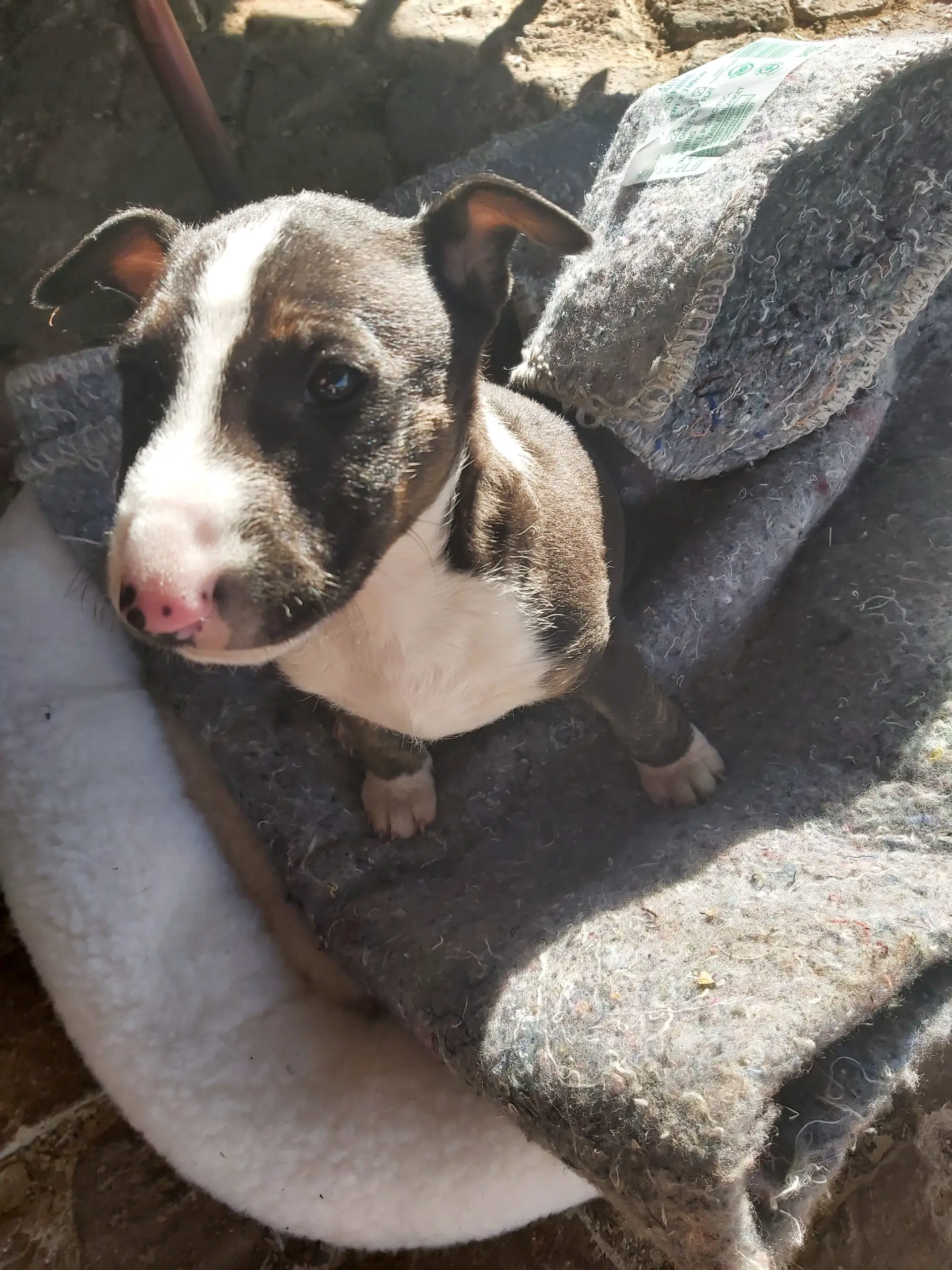 Bull Terrier Puppies in East Rand (24/07/2021)