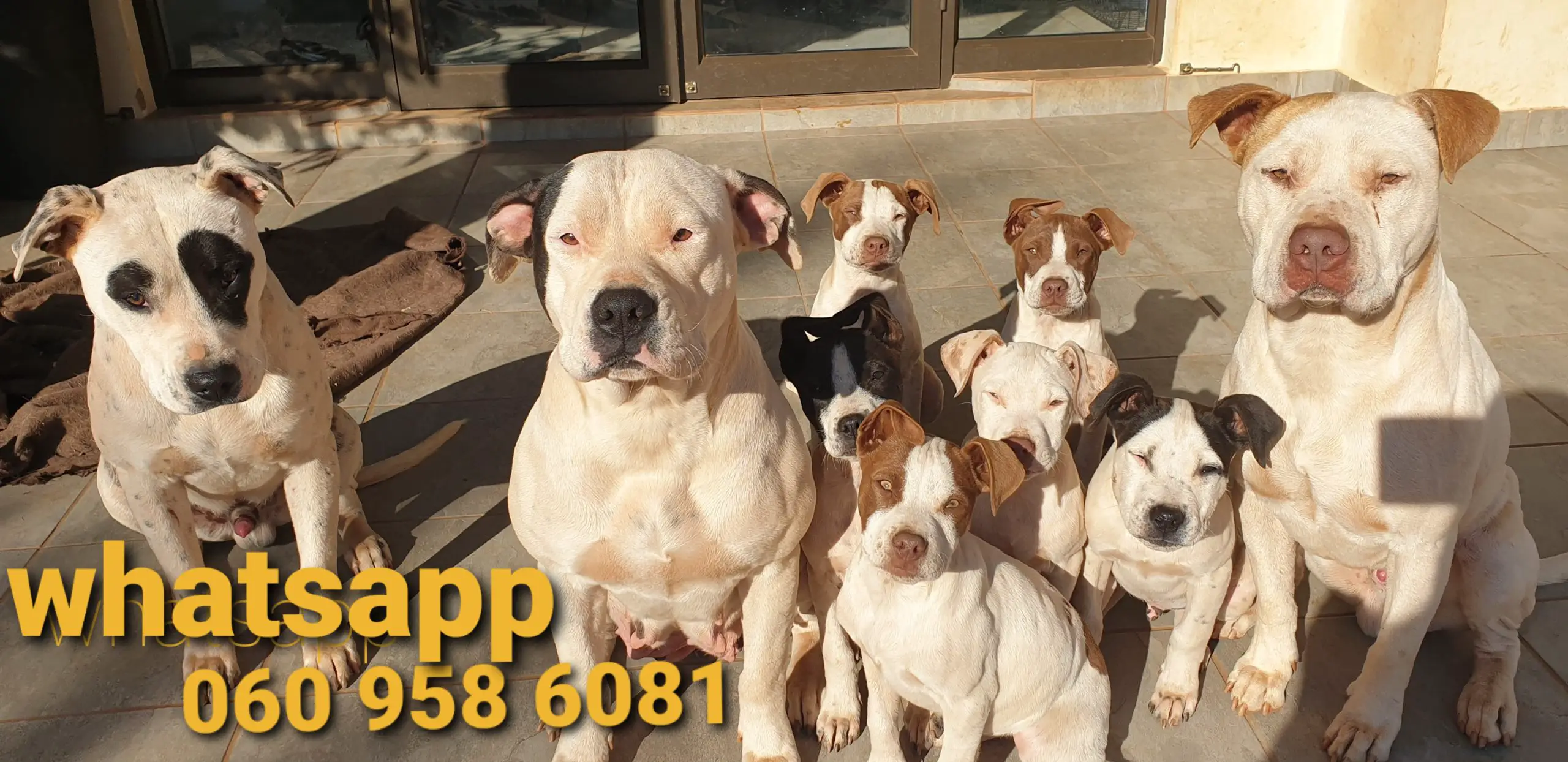 Pitbull Puppies in Johannesburg (24/07/2021)