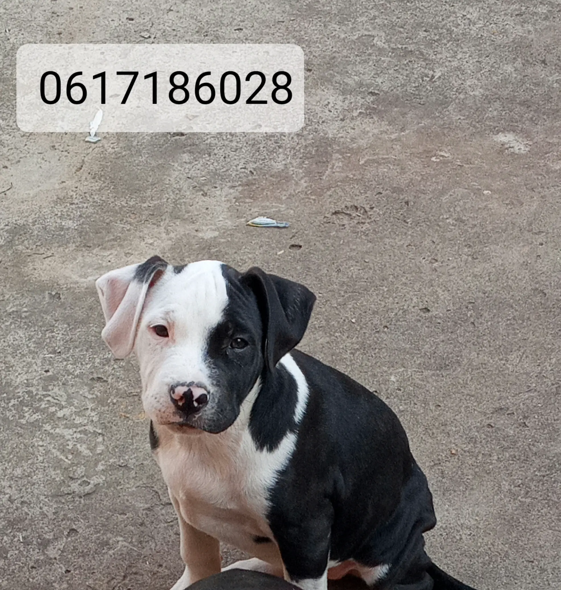 Pitbull Puppies in Kwazulu Natal (25/07/2021)