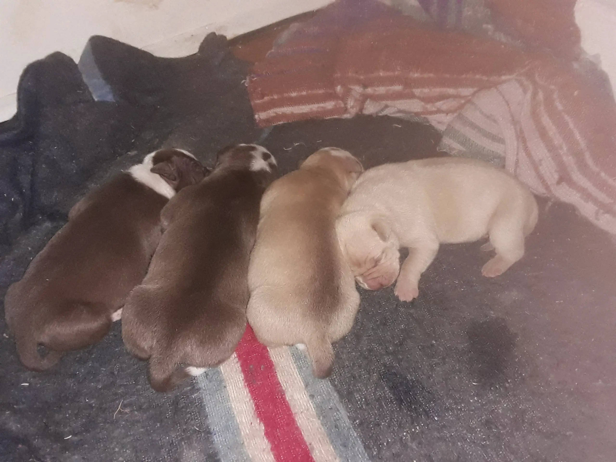 Pitbull Puppies in East Rand (27/07/2021)