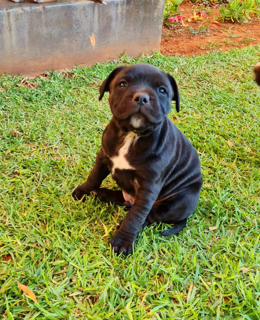 Staffie Puppies in Pretoria (02/07/2021)