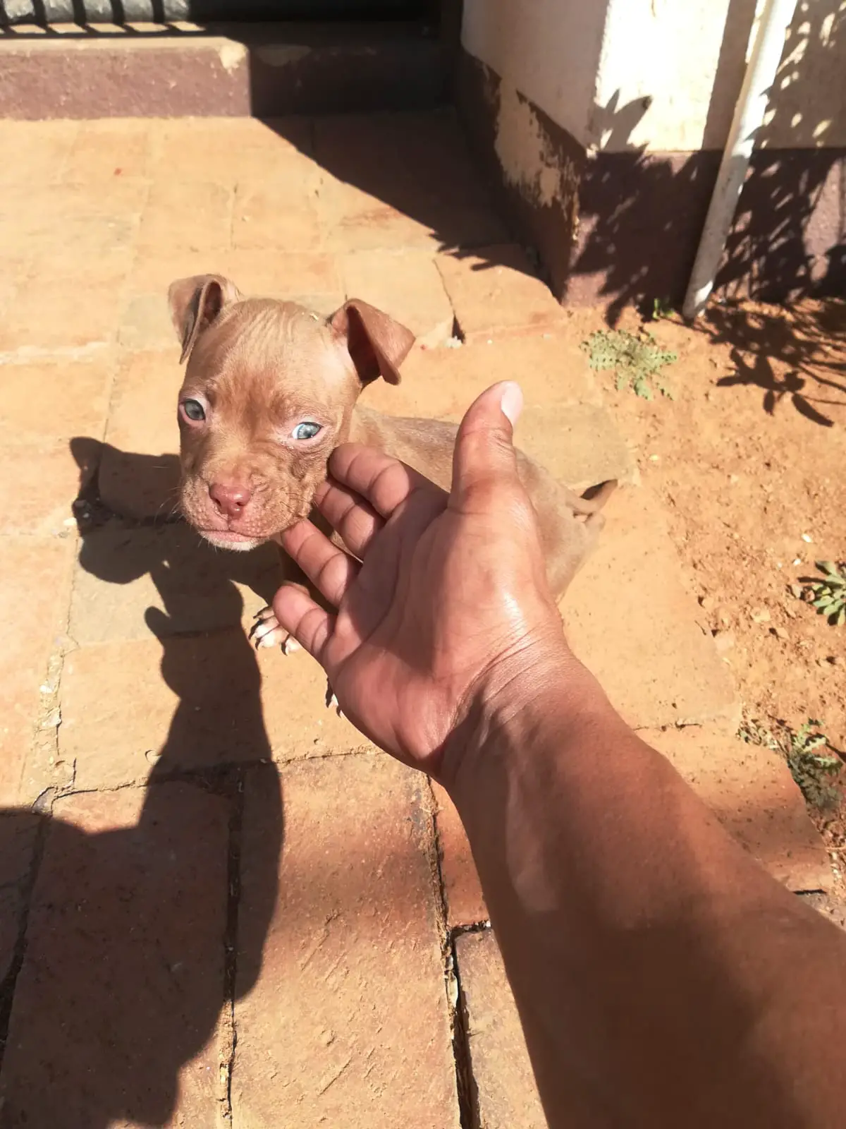 Pitbull Puppies in Johannesburg (07/07/2021)