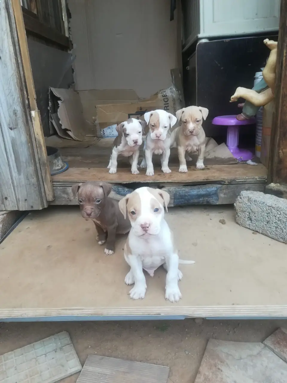 Pitbull Puppies in Johannesburg (03/07/2021)