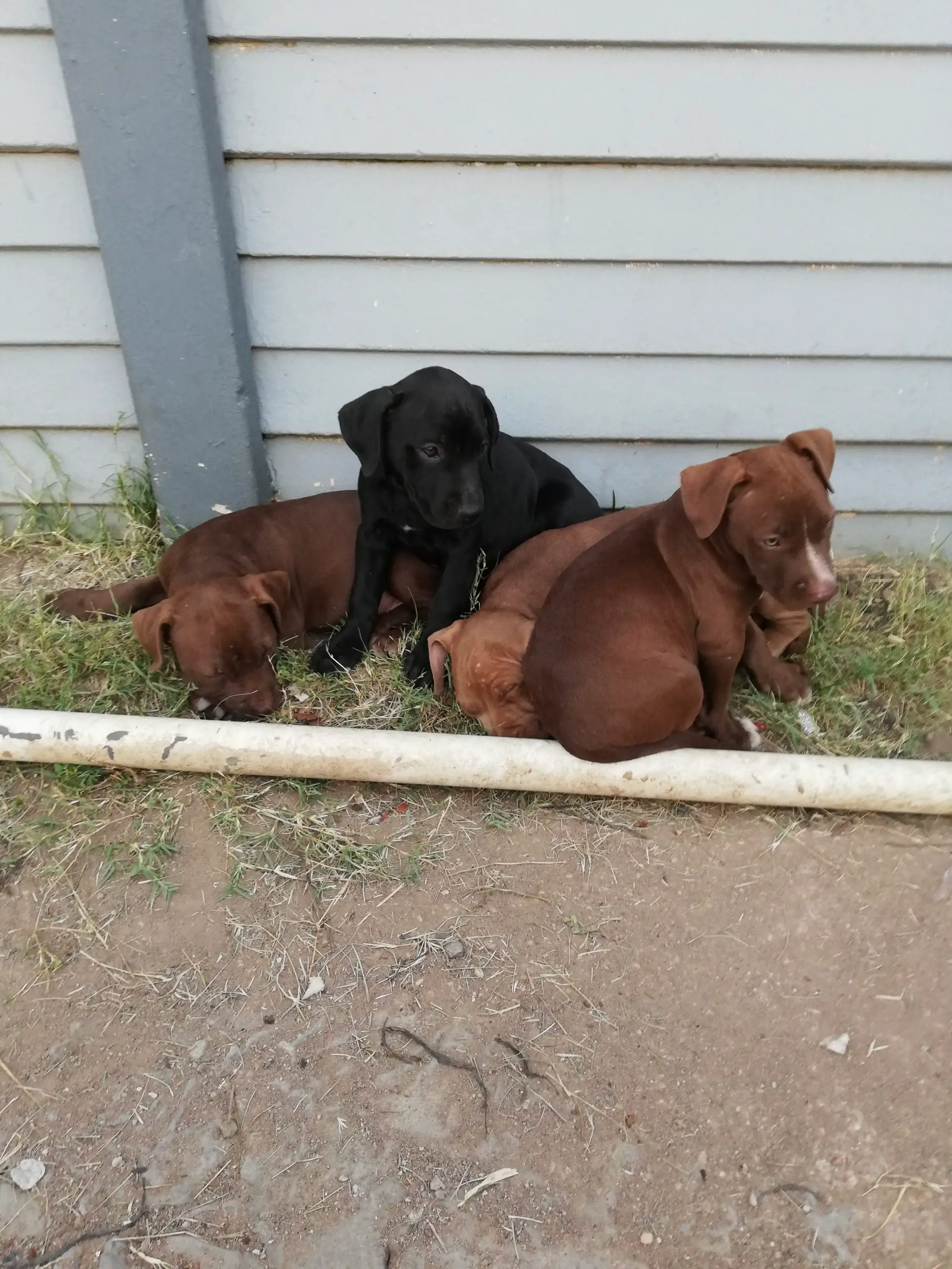 Pitbull Puppies in Kwazulu Natal (05/07/2021)