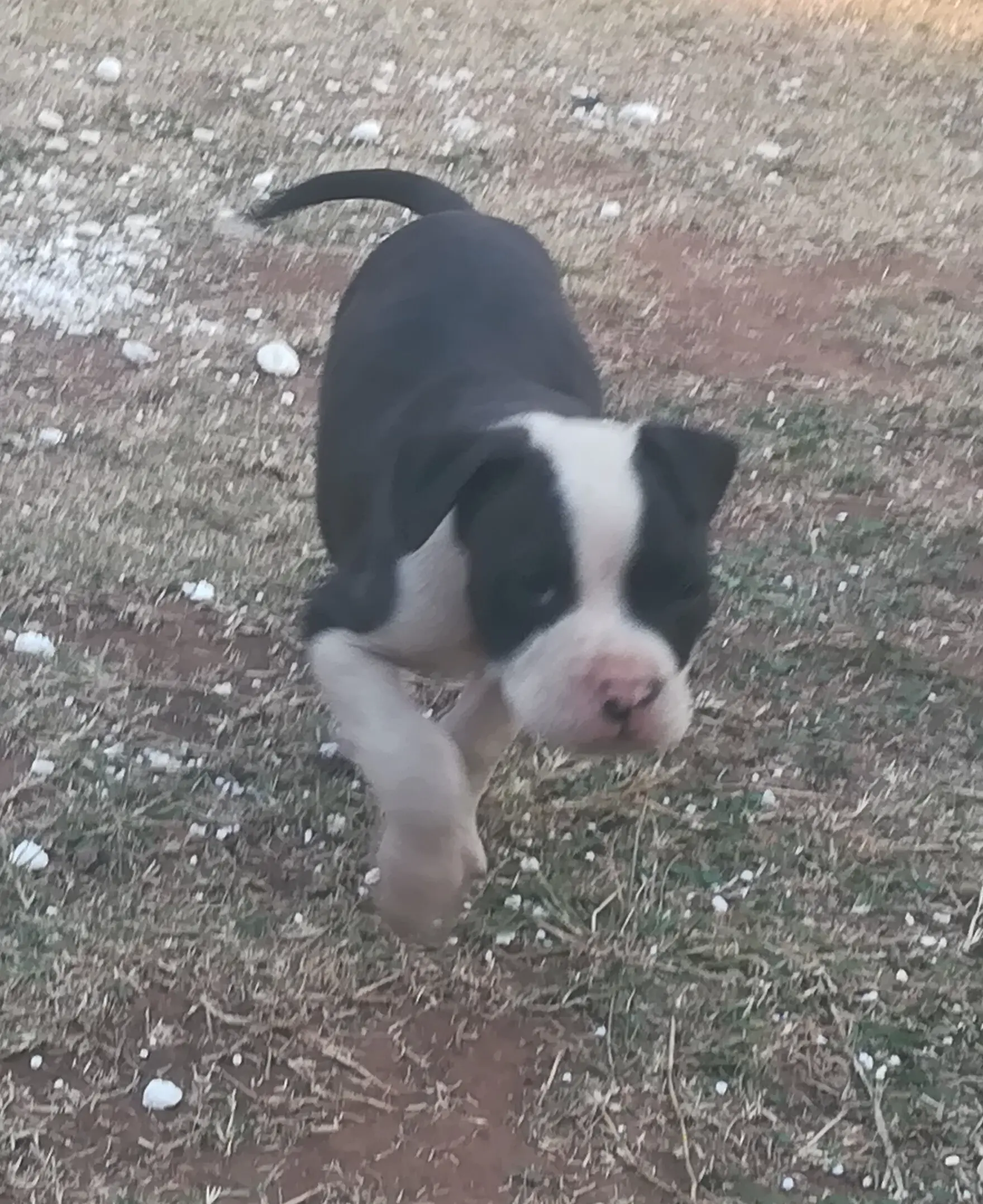 Pitbull Puppies in Pretoria (21/07/2021)