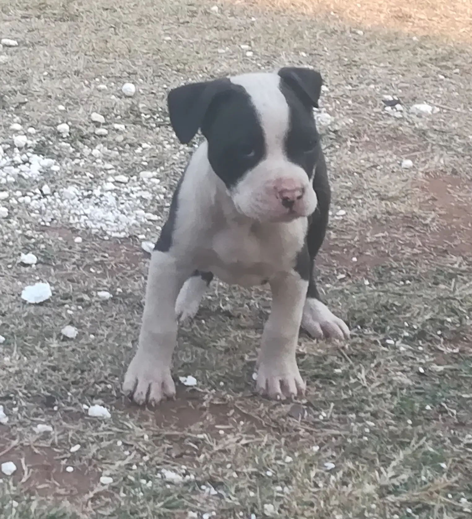 Pitbull Puppies in Pretoria (26/07/2021)