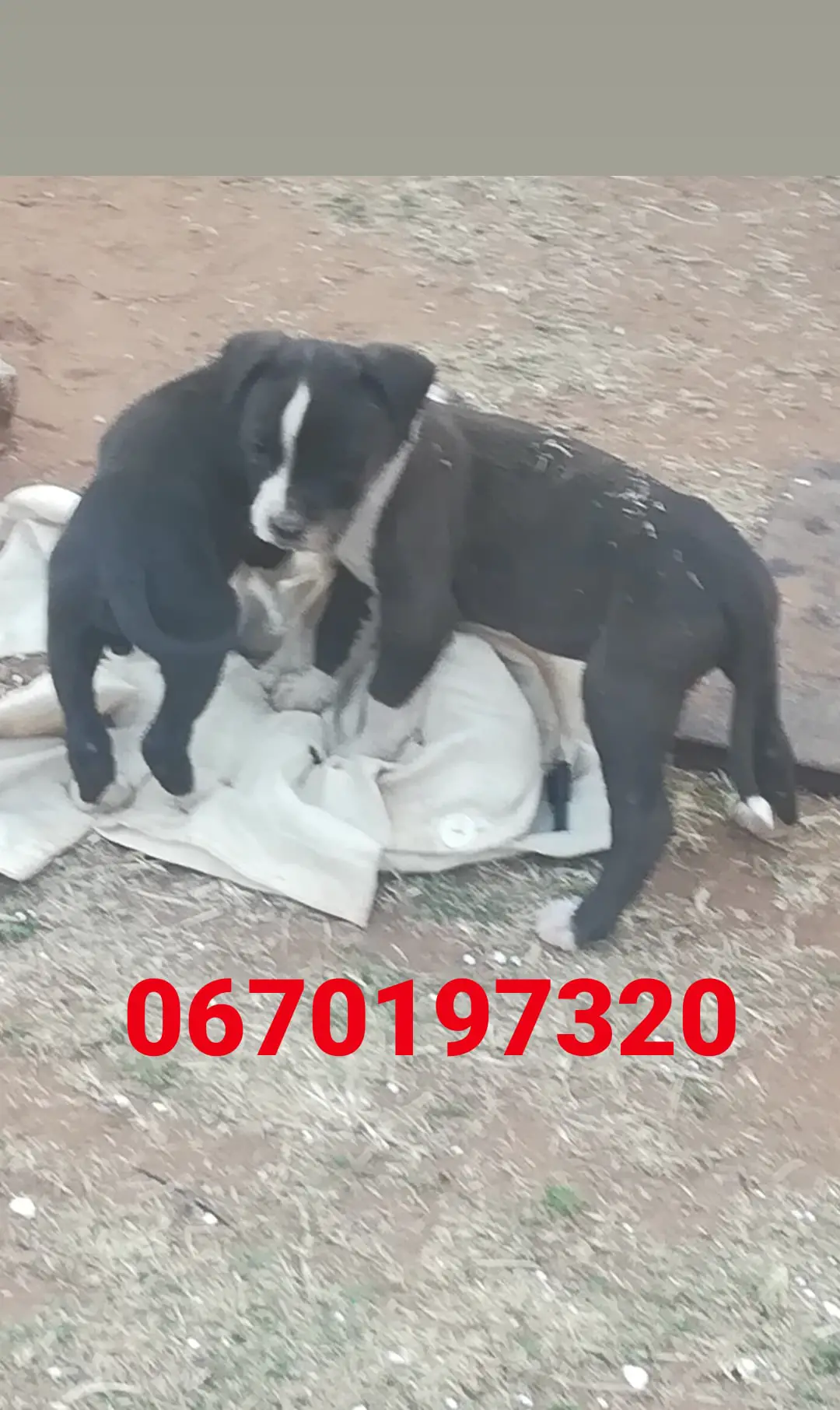 Pitbull Puppies in Pretoria (23/07/2021)