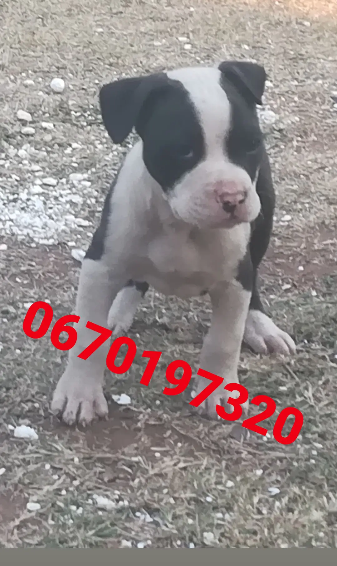 Pitbull Puppies in Pretoria (09/07/2021)