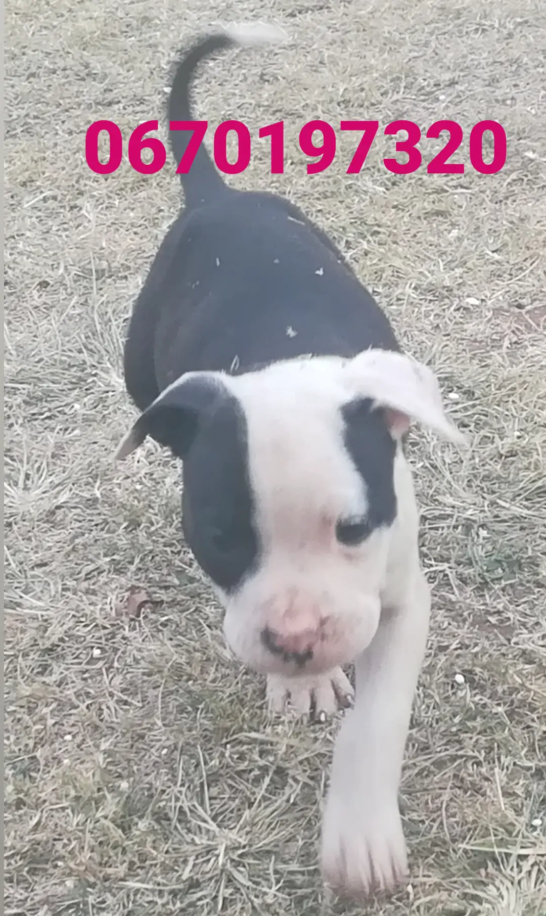 Pitbull Puppies in Pretoria (12/07/2021)