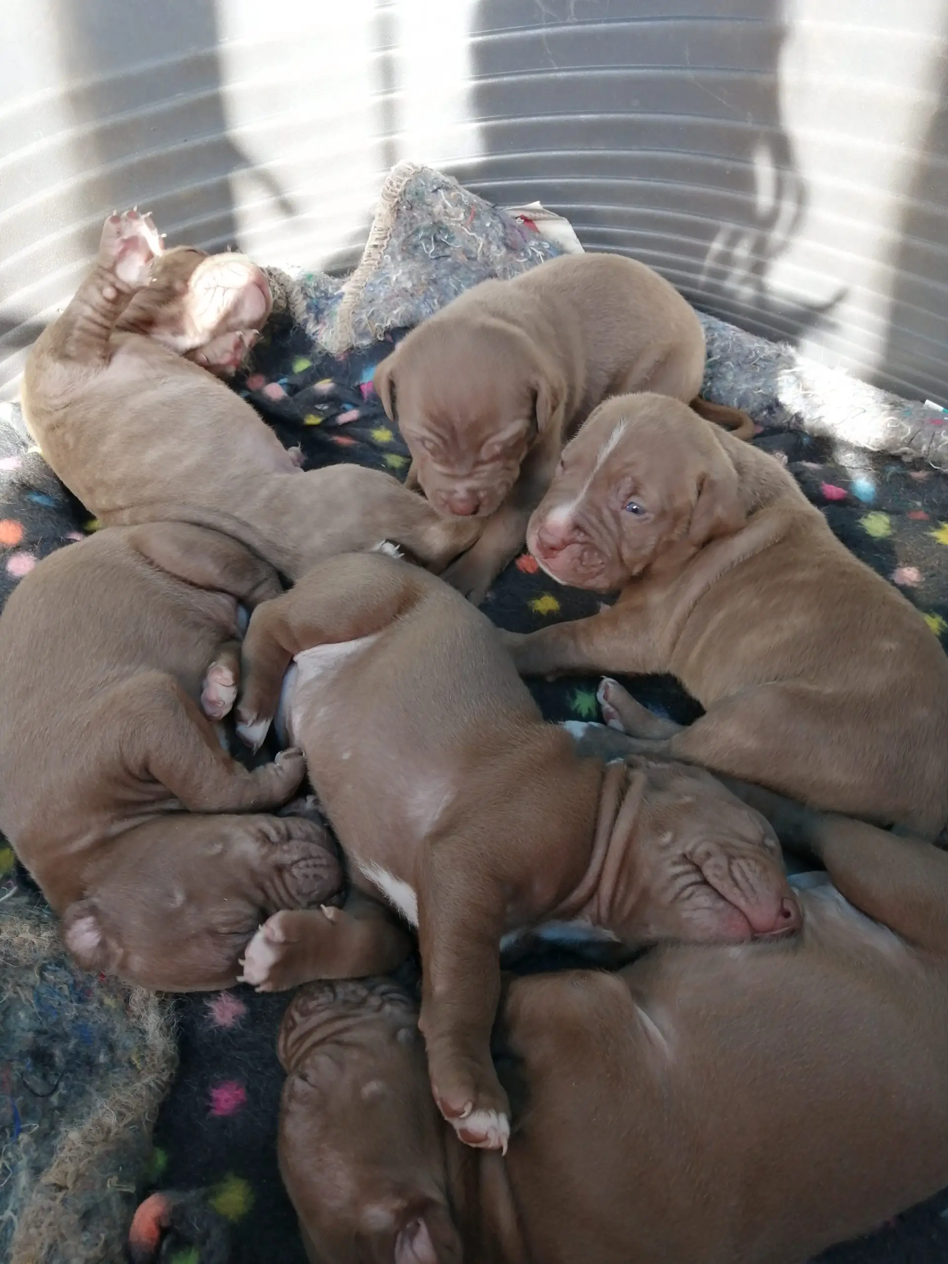 Pitbull Puppies in East Rand (25/07/2021)