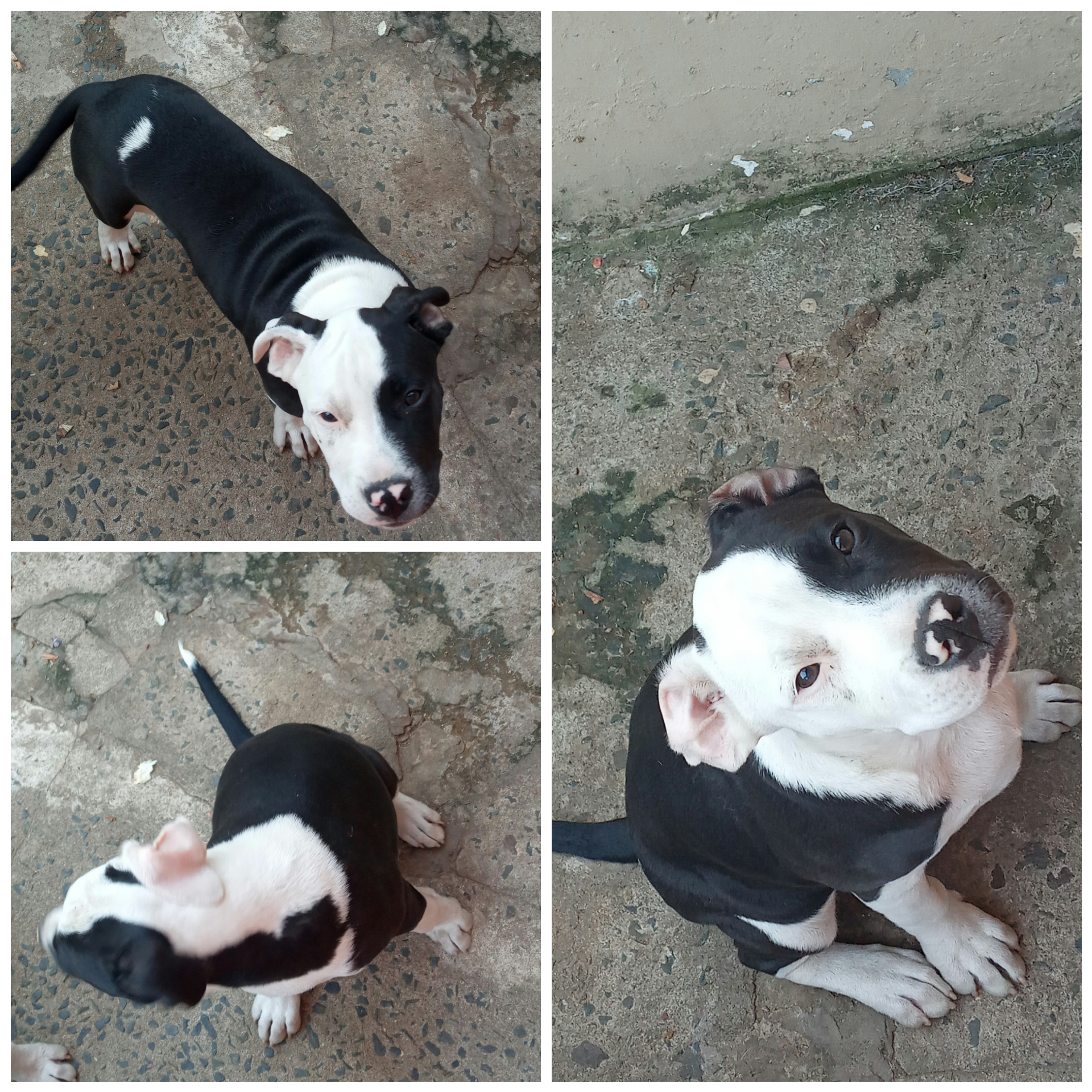Pitbull Puppies in Kwazulu Natal (19/07/2021)