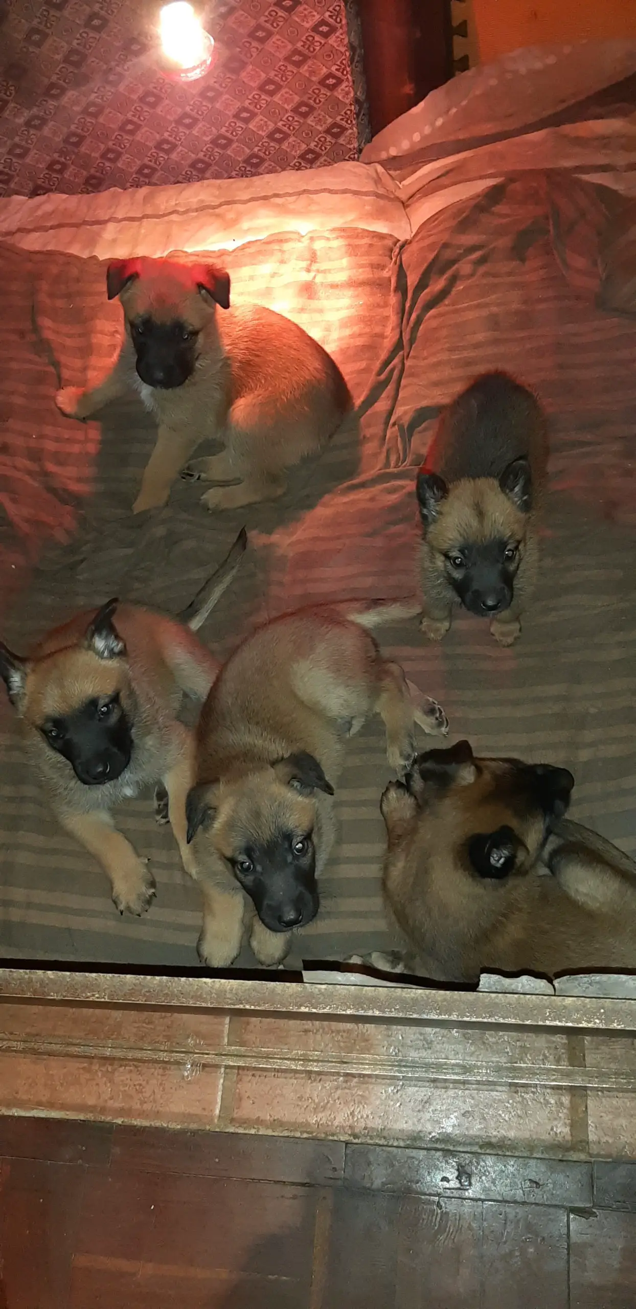 Belgian Malinois Puppies in Johannesburg (18/07/2021)