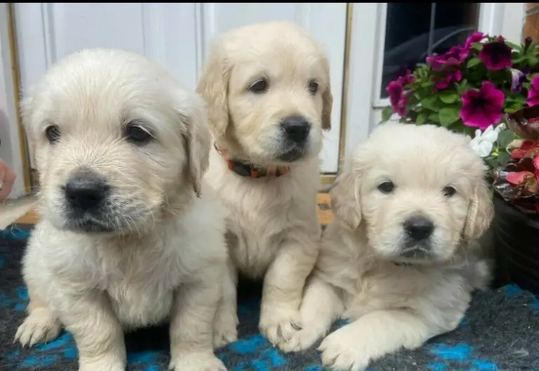 Port Elizabeth - Puppies For Sale