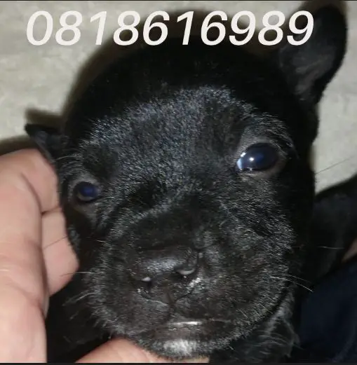 Staffie Puppies in Pretoria (08/07/2021)