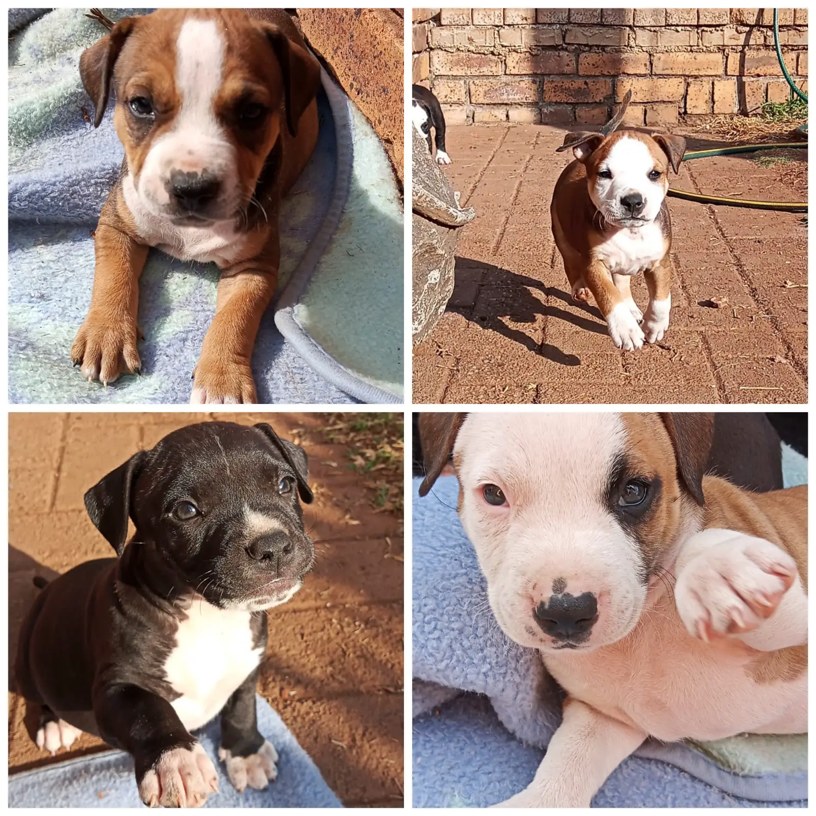 Staffie Puppies in Pretoria (11/08/2021)