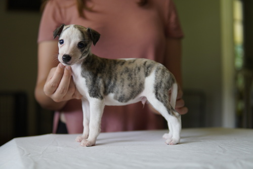 Hound Puppies in Klerksdorp (17/08/2021)