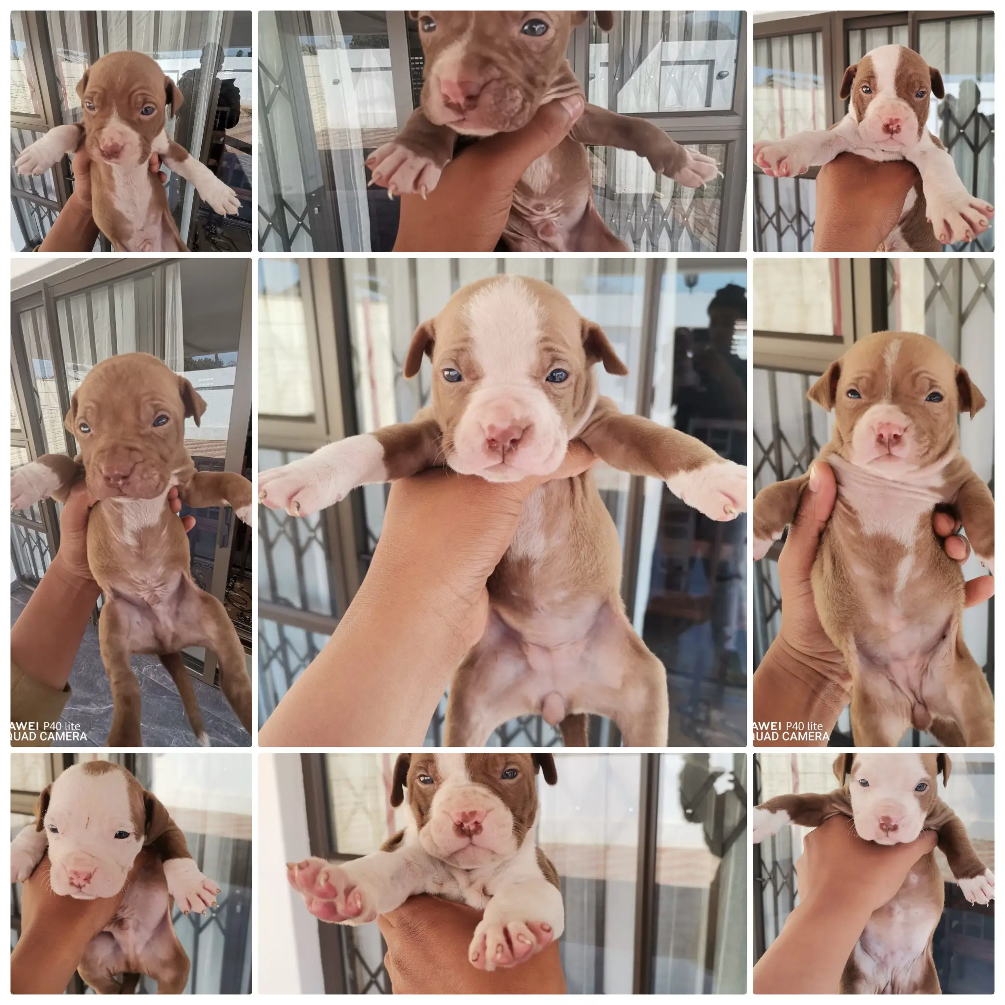 Pitbull Puppies in Johannesburg (04/08/2021)