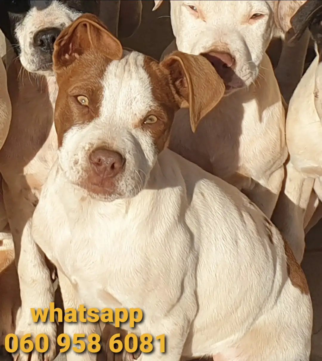 Pitbull Puppies in Johannesburg (02/08/2021)