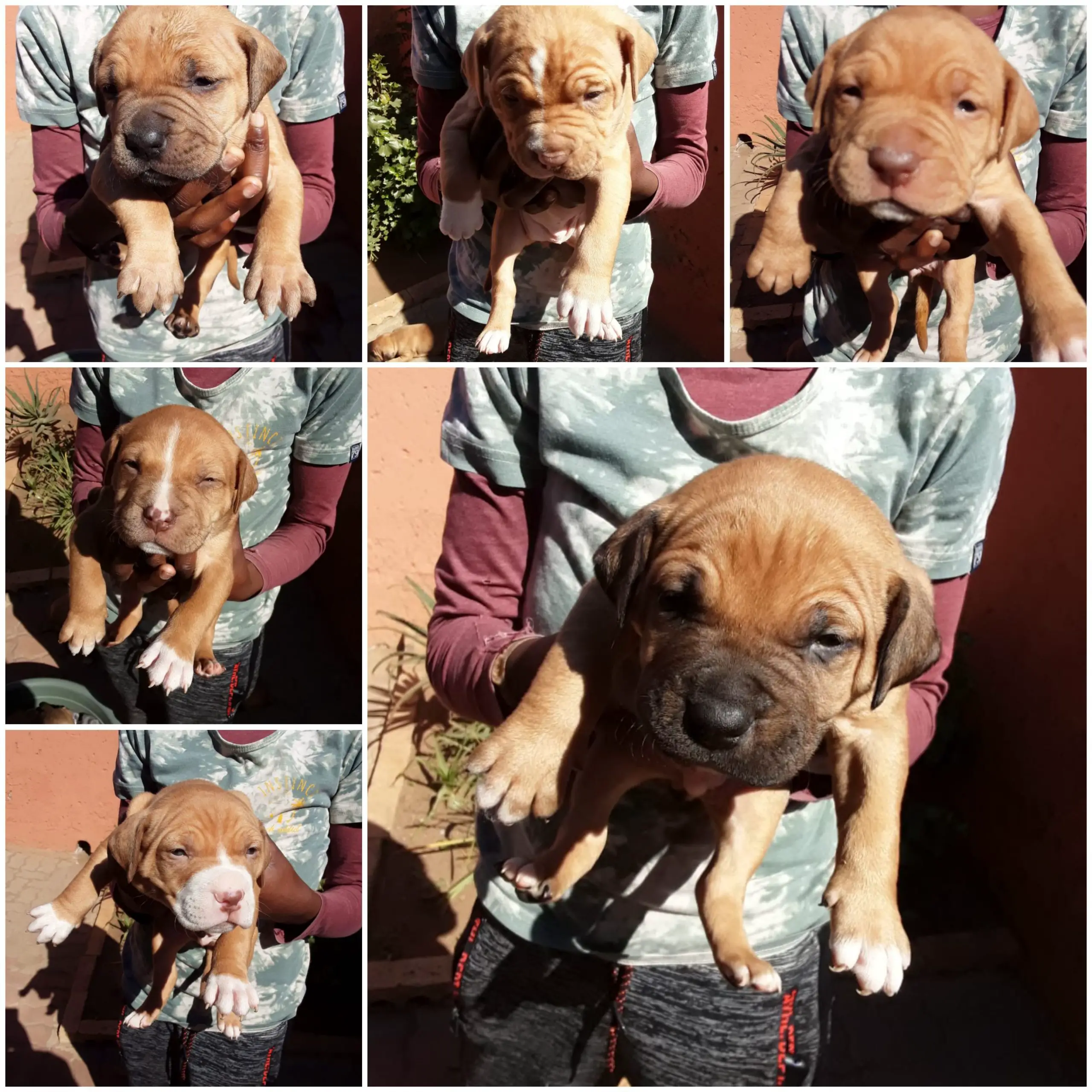 Pitbull Puppies in East Rand (02/08/2021)
