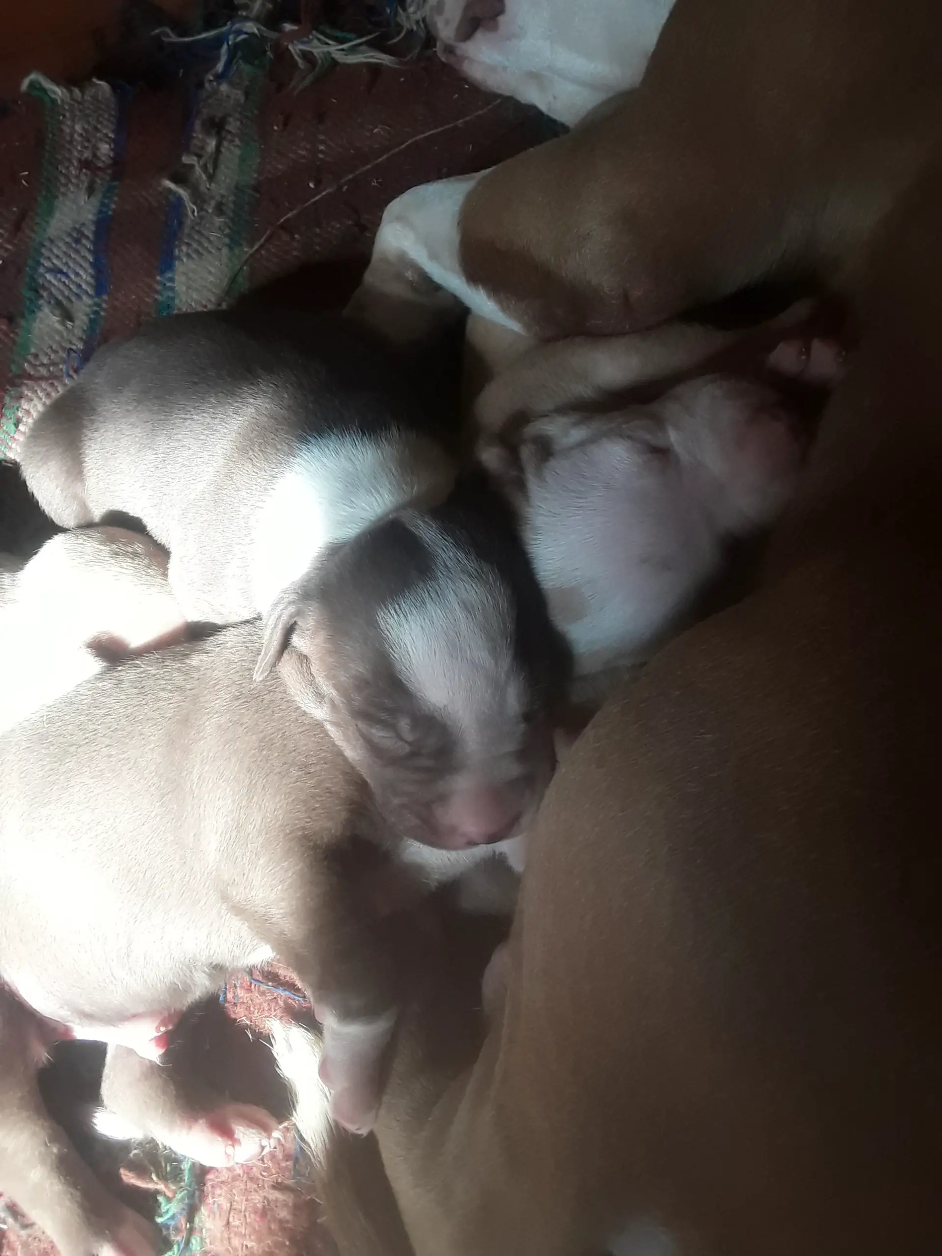 Pitbull Puppies in East Rand (04/08/2021)
