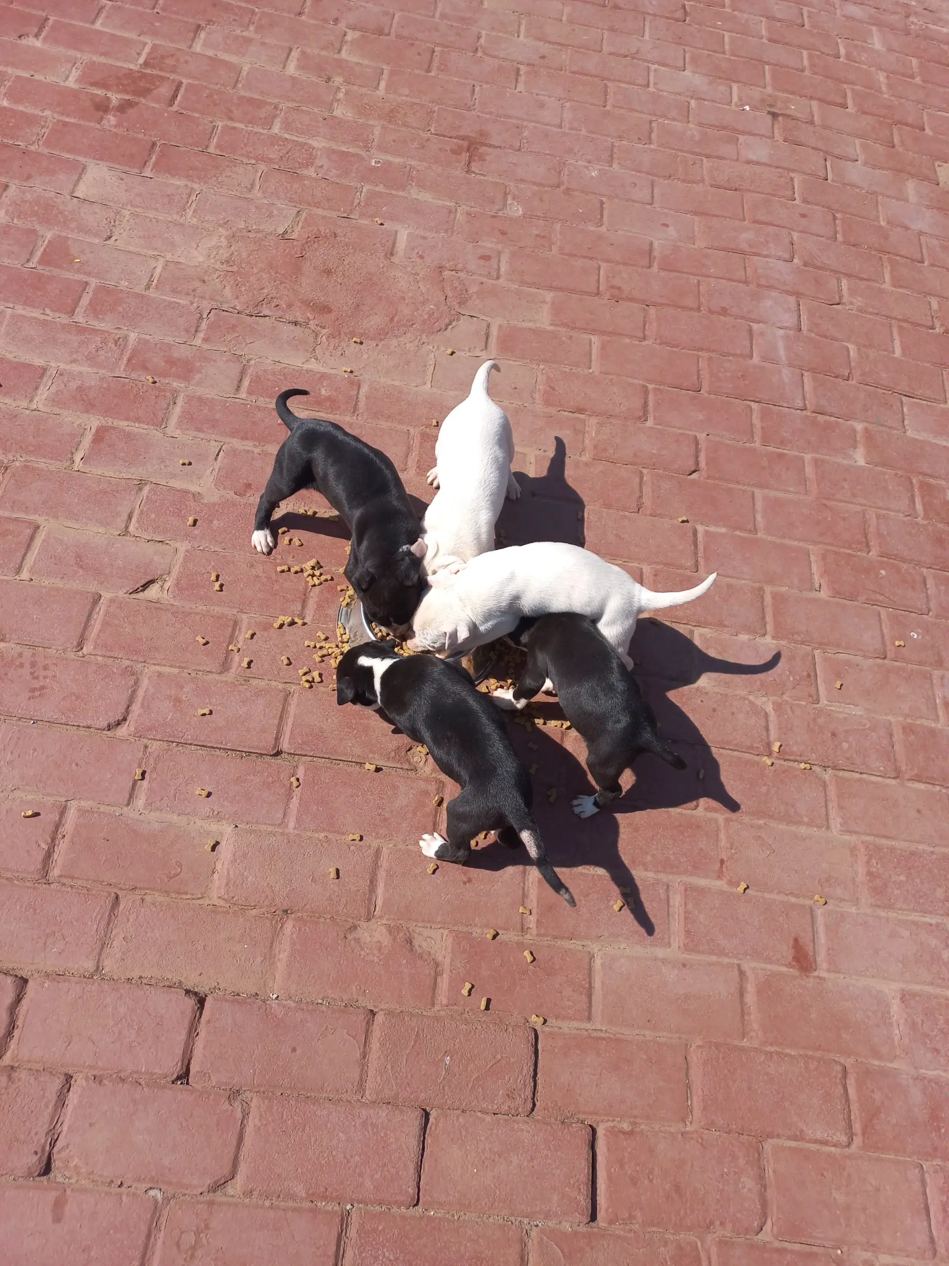 Pitbull Puppies in Pretoria (14/08/2021)