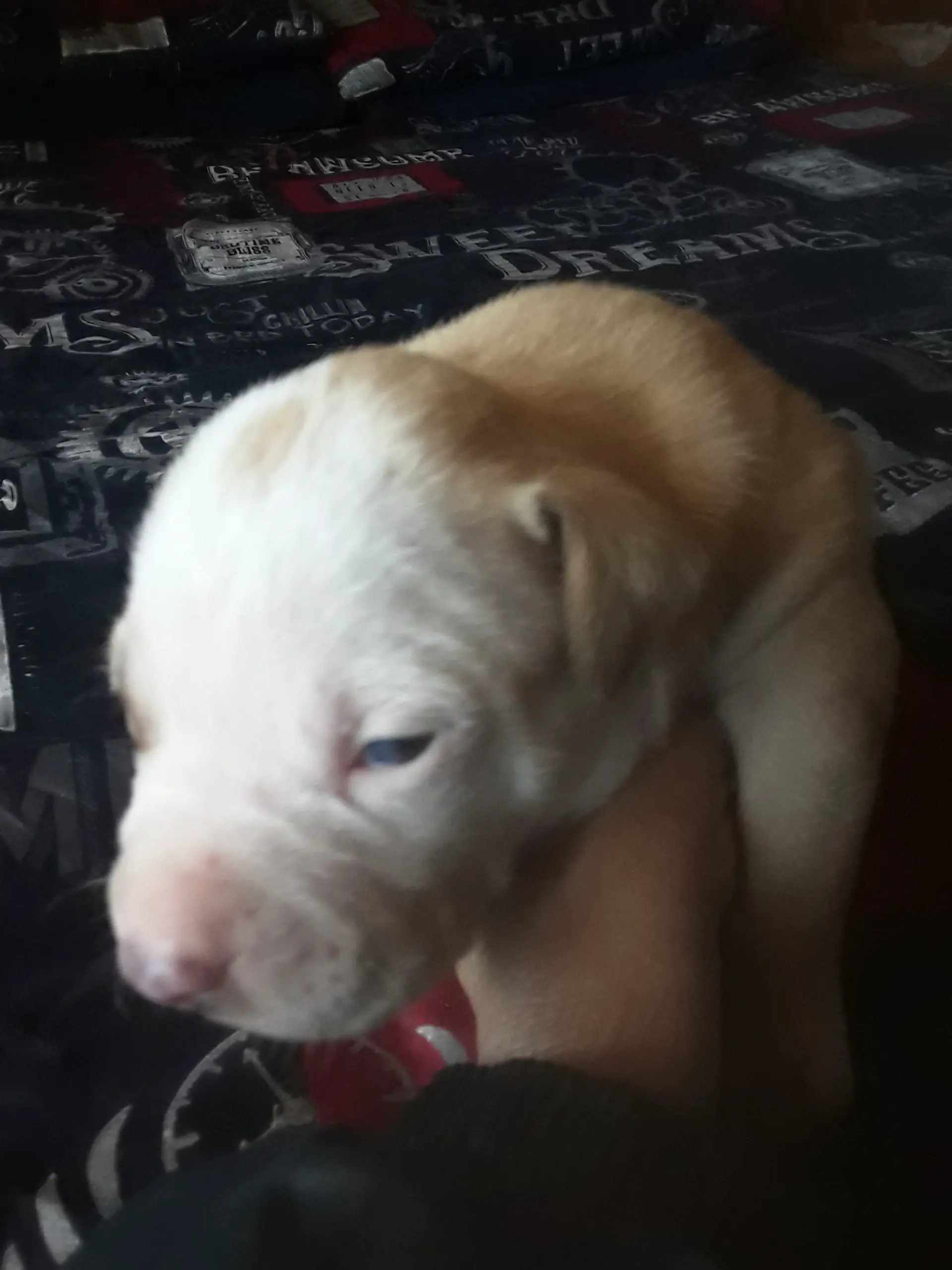 Pitbull Puppies in East Rand (16/08/2021)