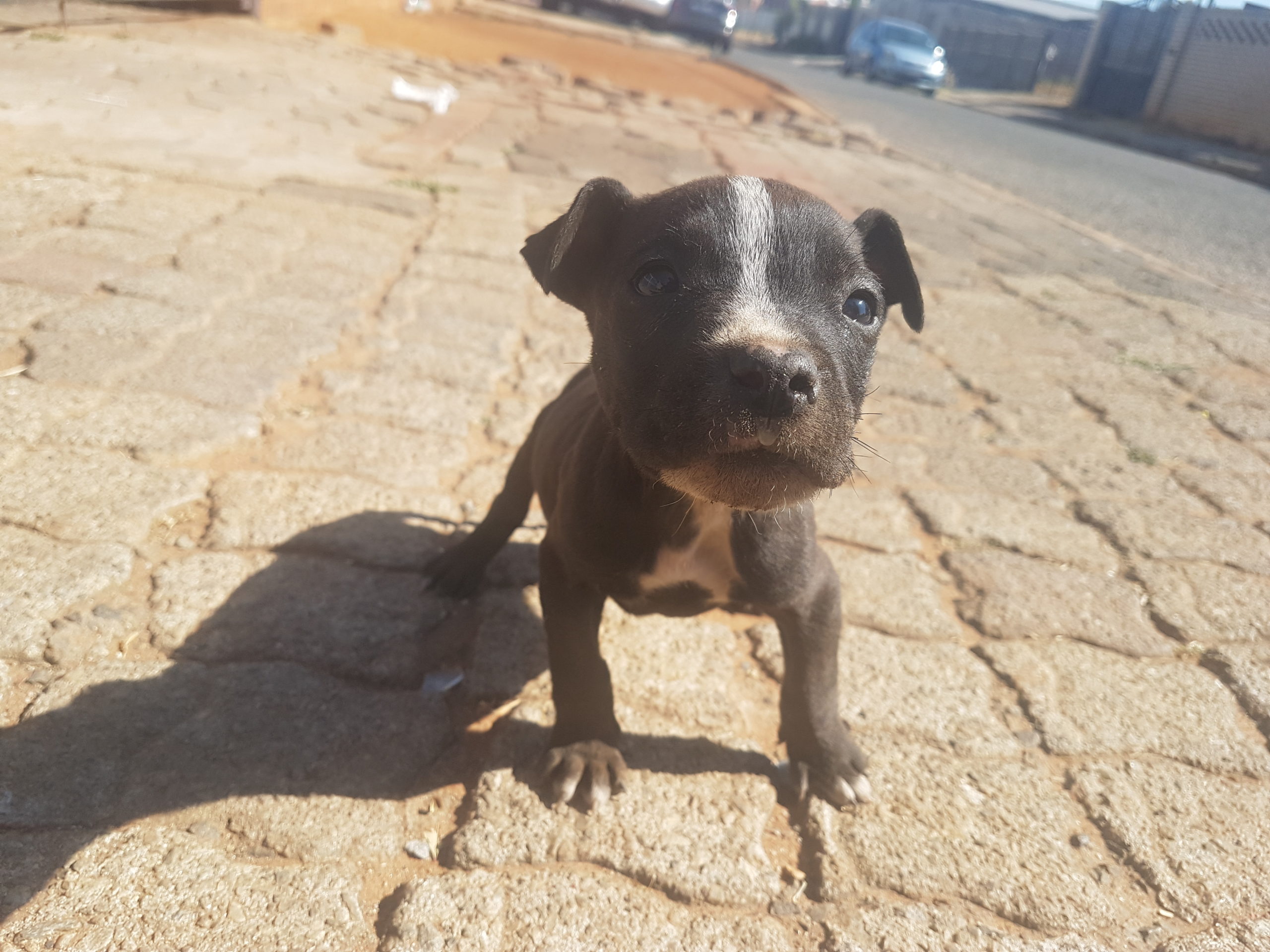 Pitbull Puppies in Johannesburg (09/08/2021)