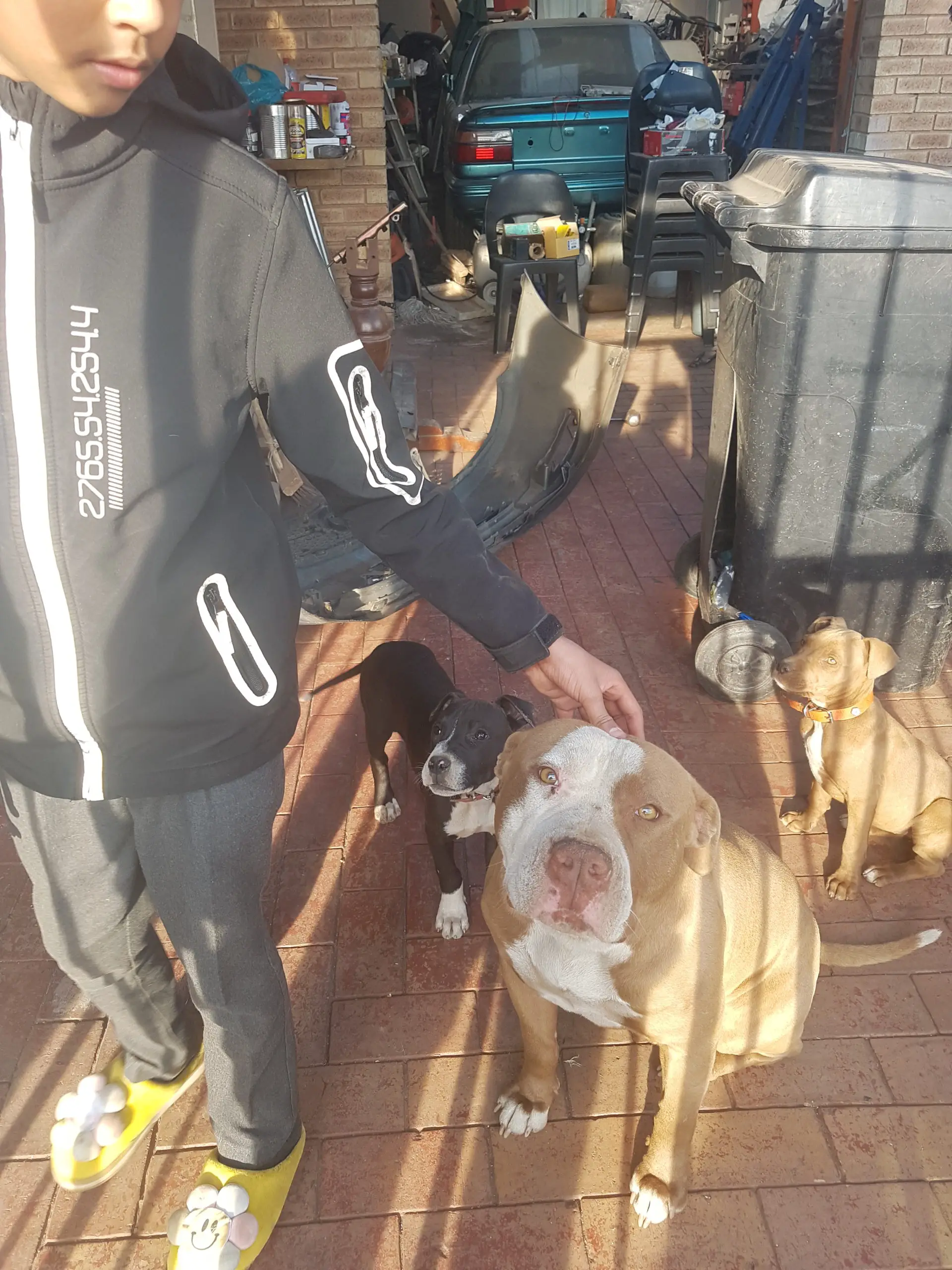 Pitbull Puppies in Johannesburg (11/08/2021)