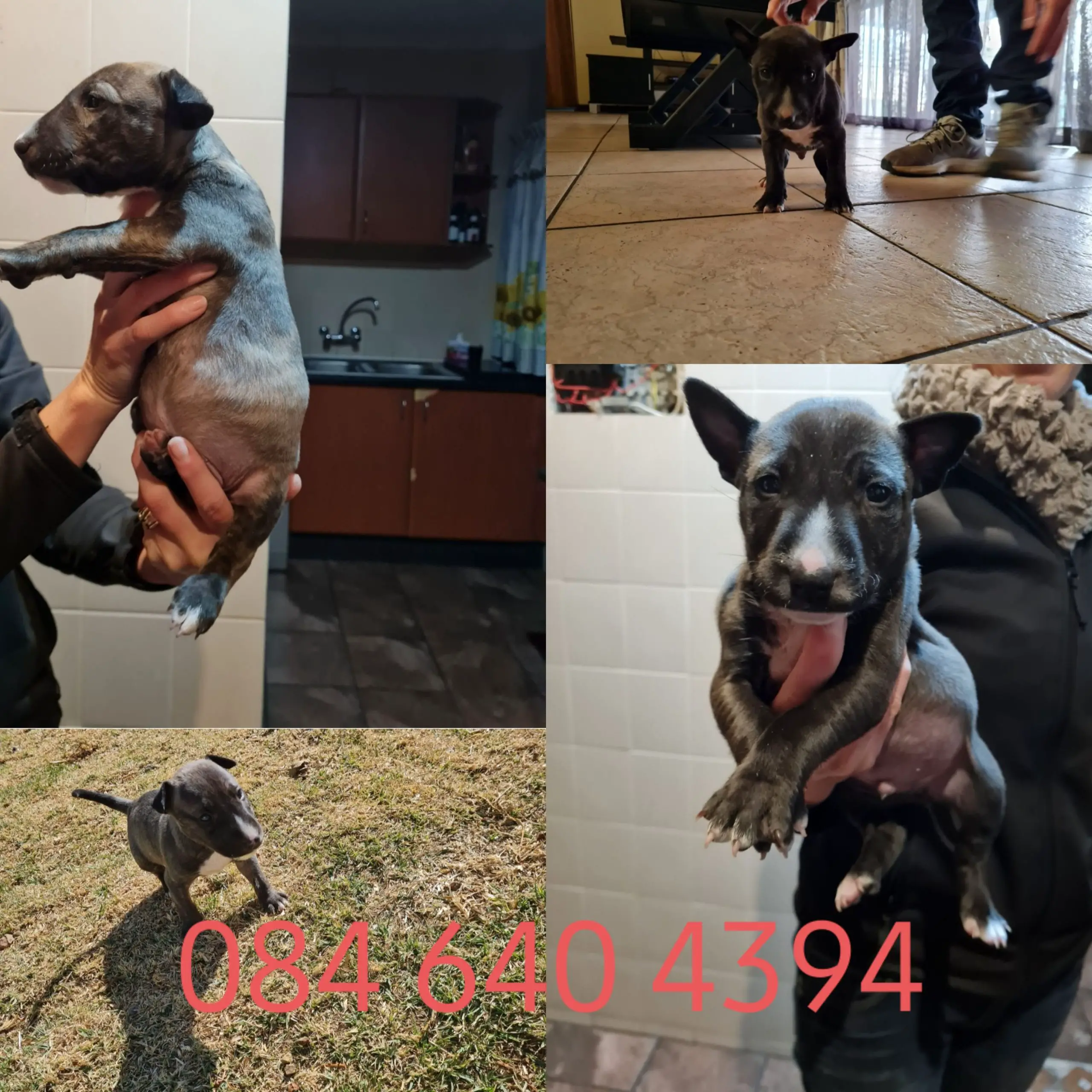 Bull Terrier Puppies in East Rand (15/08/2021)