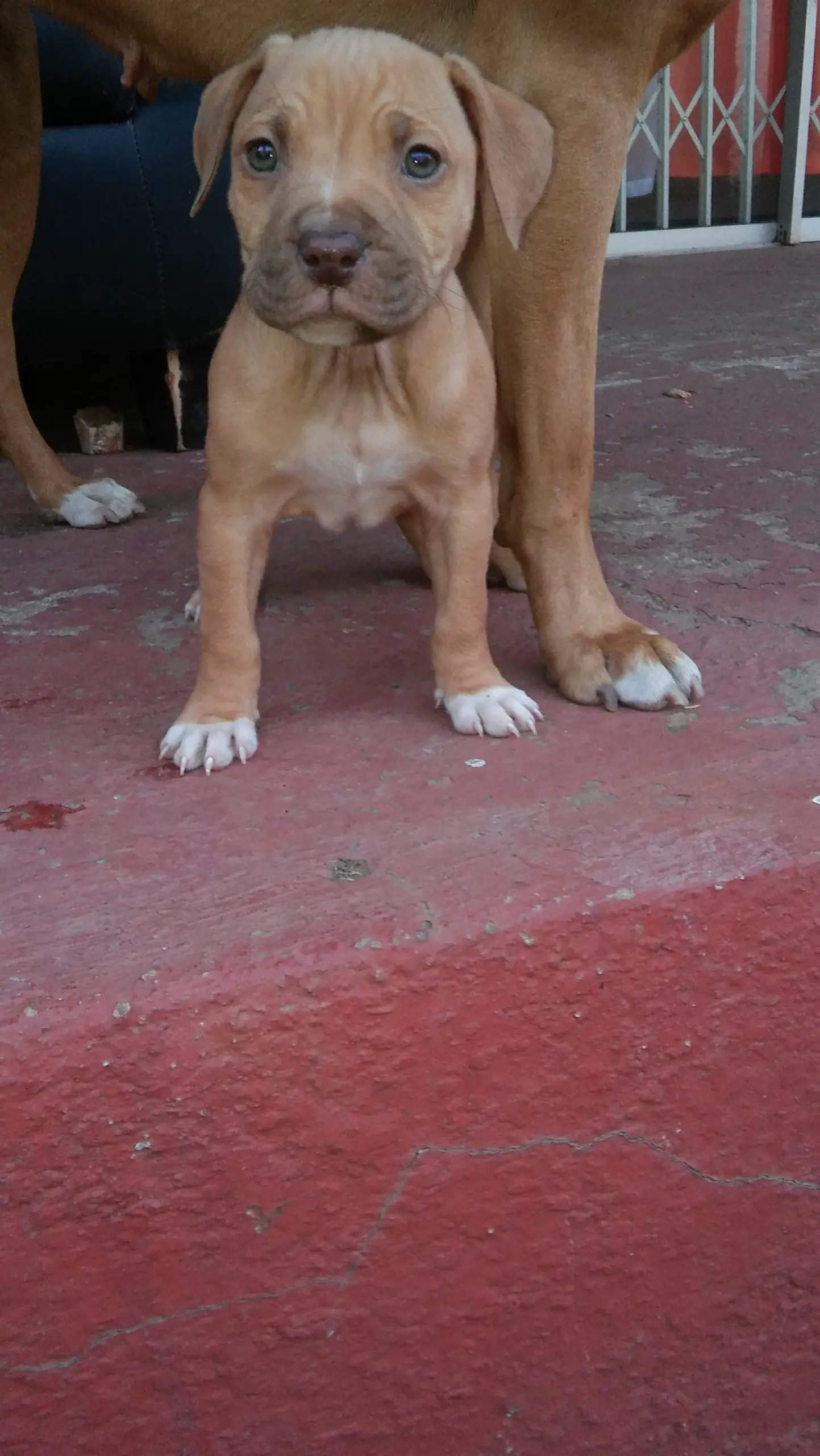 Pitbull Puppies in Johannesburg (21/08/2021)