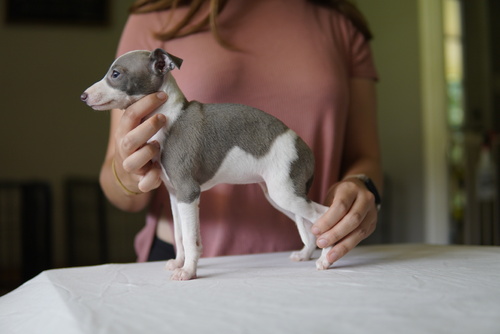 Hound Puppies in Johannesburg (17/08/2021)