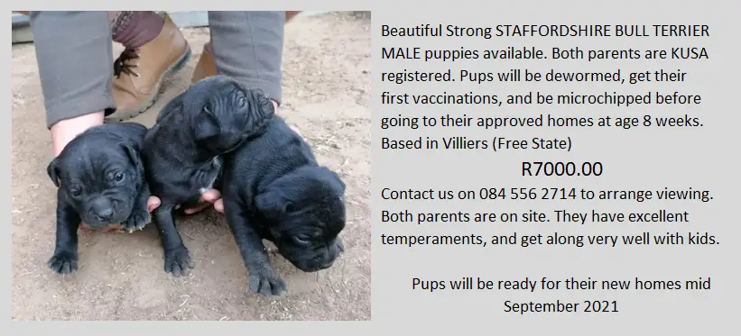 Staffie Puppies in Other (12/08/2021)