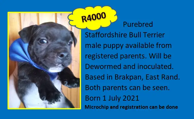 Staffie Puppies in East Rand (07/08/2021)